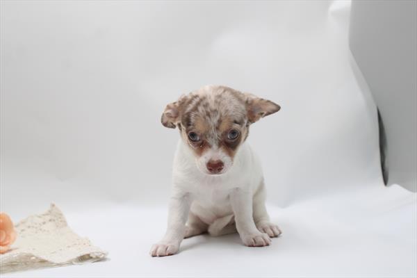 Chihuahua in Dallas, TX