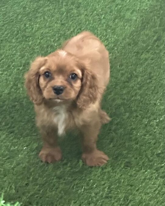 [#2666-01] Ruby M Cavalier King Charles Spaniel Puppies for Sale