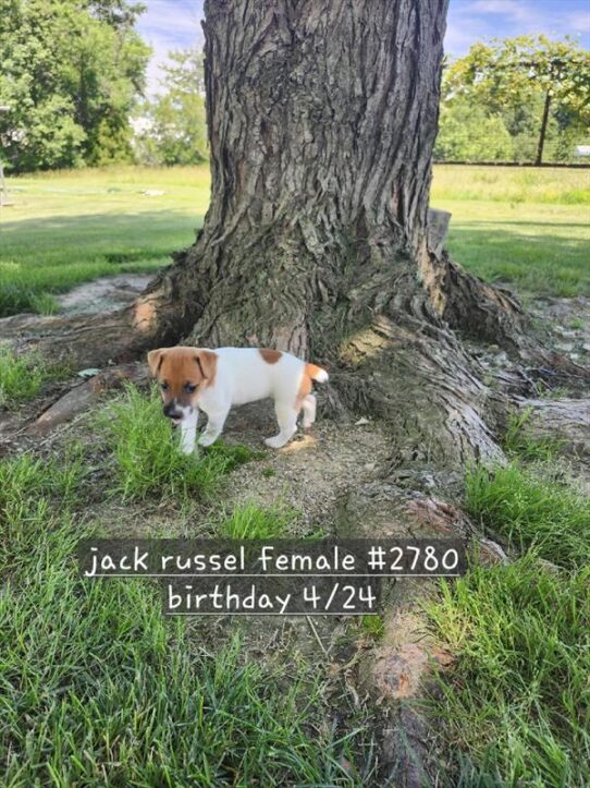 [#2667-04] Brown / White F Jack Russell Terrier Puppies for Sale