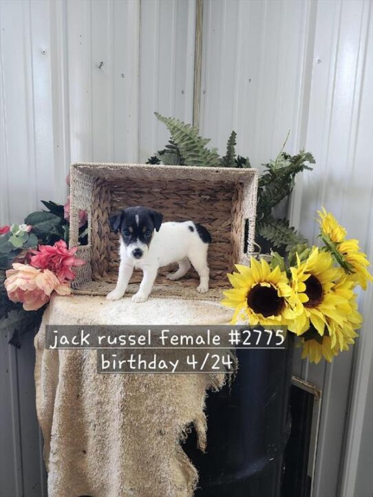 [#2667-06] Black / White F Jack Russell Terrier Puppies for Sale