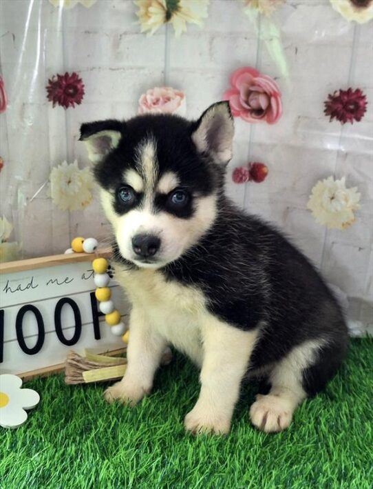 [#26193-01] Black White / Tan M Alaskan Klee Kai Puppies for Sale