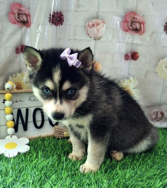 [#26193-05] Black White / Tan F Alaskan Klee Kai Puppies for Sale