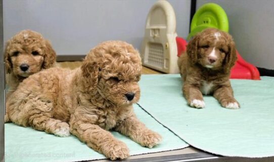 [#2612-02] Red F Hybrid Puppies for Sale