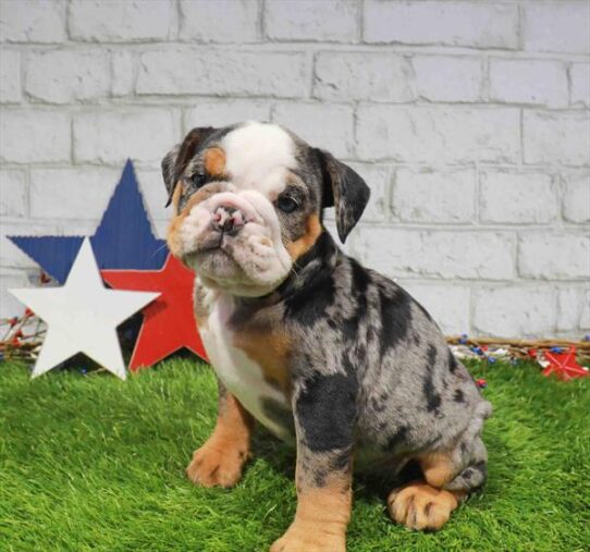 [#261729-02] Blue Merle F Bulldog Puppies for Sale