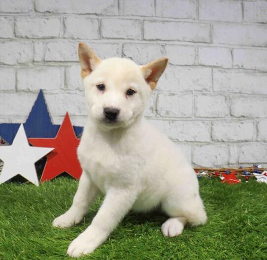[#261745-02] Cream M Shiba Inu Puppies for Sale