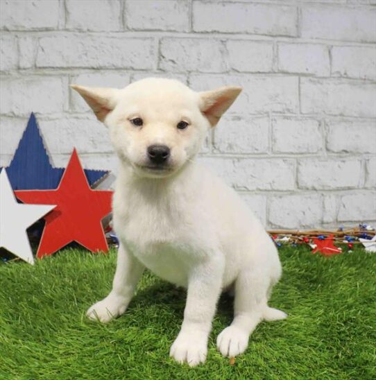 [#261745-03] Cream F Shiba Inu Puppies for Sale