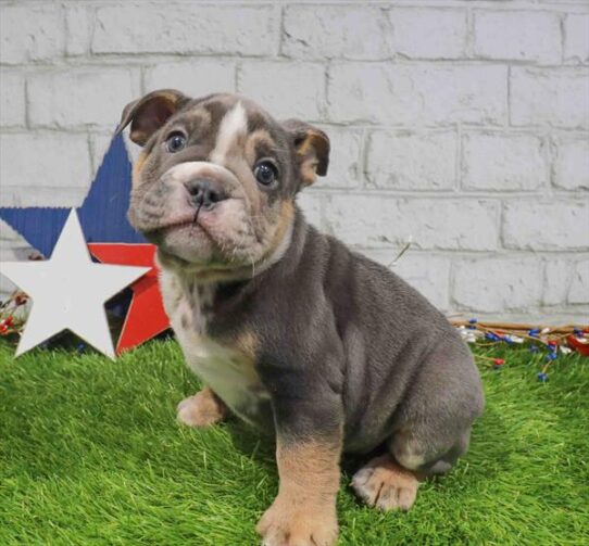 [#261812-01] Blue White / Tan M Bulldog Puppies for Sale