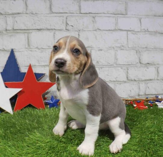 [#261815-02] Blue Tan / White M Beagle Puppies for Sale