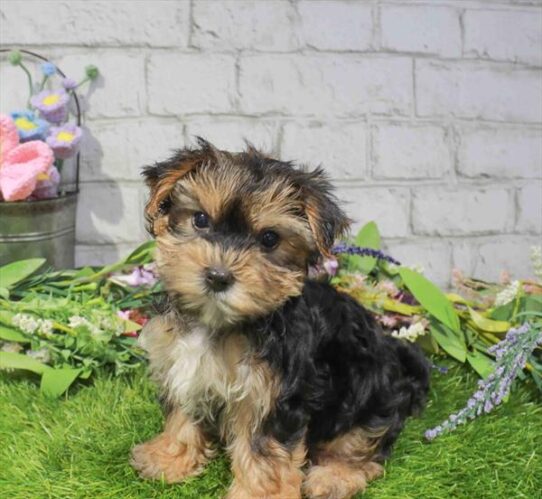 [#262142-03] Black / Tan F Morkie Puppies for Sale