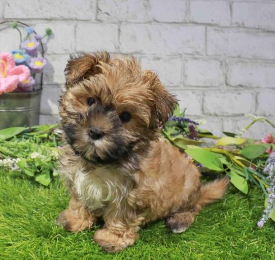 [#262143-01] Sable M Morkie Puppies for Sale