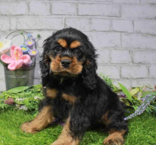 [#262166-01] Black / Tan F Cocker Spaniel Puppies for Sale