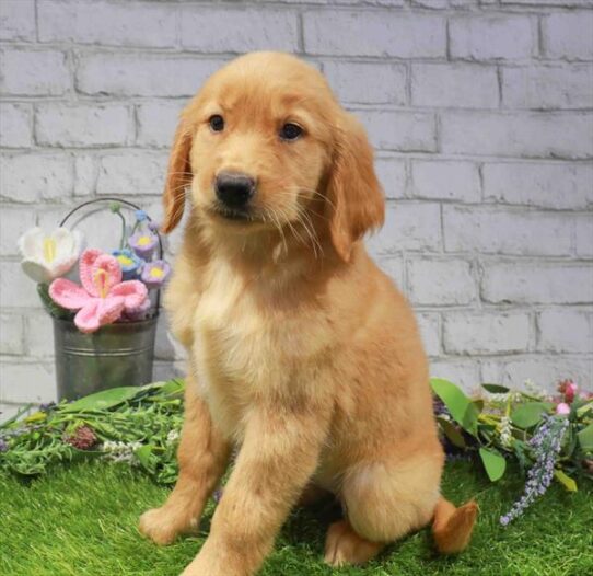 [#262171-07] Golden F Golden Retriever Puppies for Sale