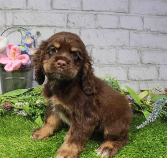[#262175-02] Chocolate / Tan M Cocker Spaniel Puppies for Sale