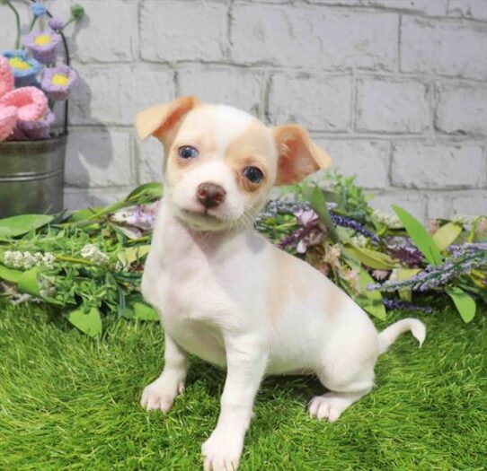 [#262179-04] White F Chihuahua Puppies for Sale