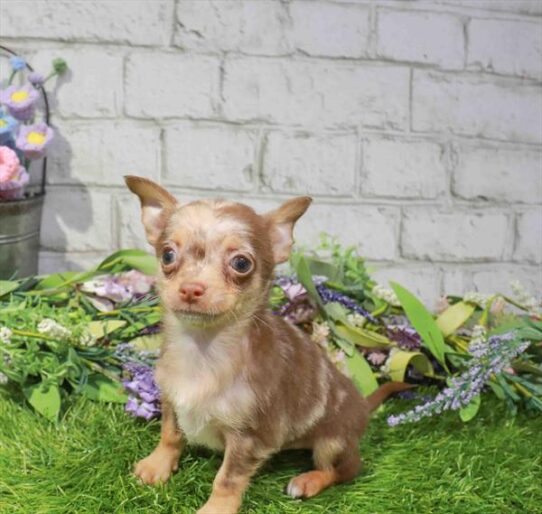 [#262180-02] Chocolate Merle M Chihuahua Puppies for Sale