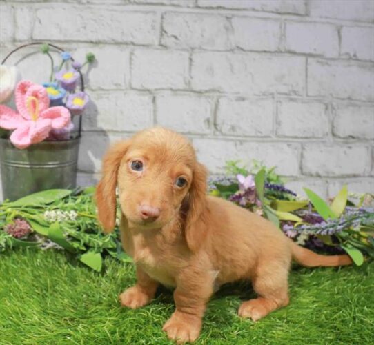 [#262207-01] Red M Dachshund Puppies for Sale