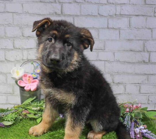 [#262228-02] Black / Tan M German Shepherd Dog Puppies for Sale