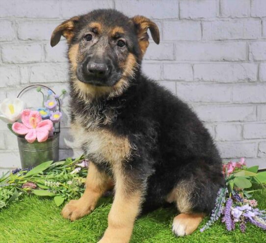 [#262228-05] Black / Tan F German Shepherd Dog Puppies for Sale