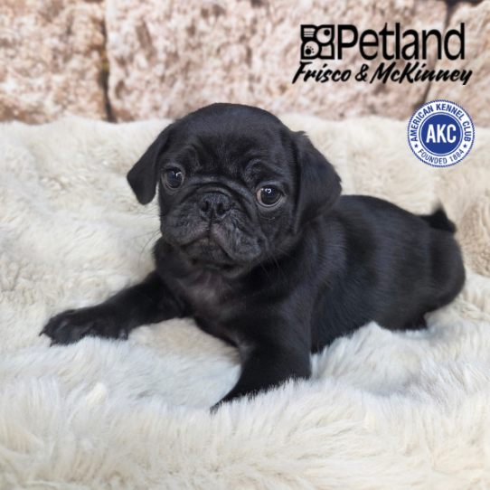 [#N04996] Black F Pug Puppies for Sale
