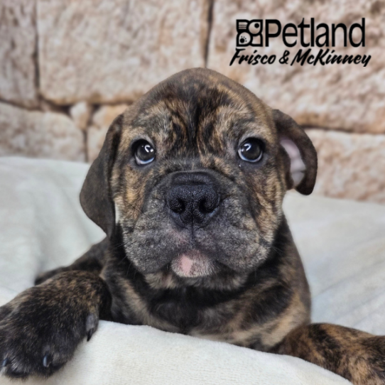 [#2610-04] Brindle M Bulldog/Bulldog Mini Puppies for Sale