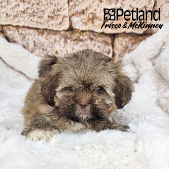 [#N06681] Liver F Lhasa Apso Puppies for Sale
