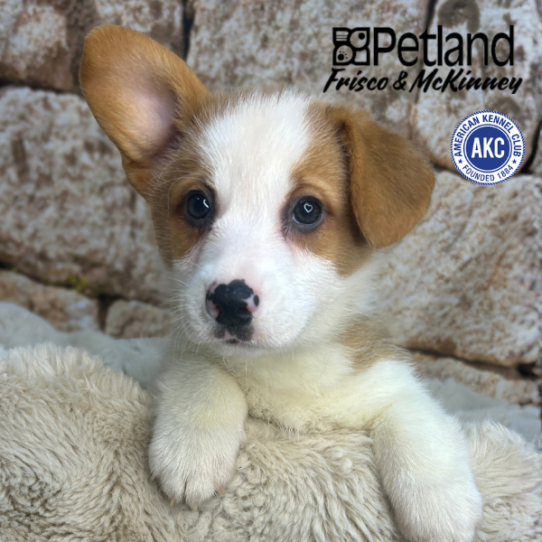 [#N04038] Sable M Pembroke Welsh Corgi Puppies for Sale