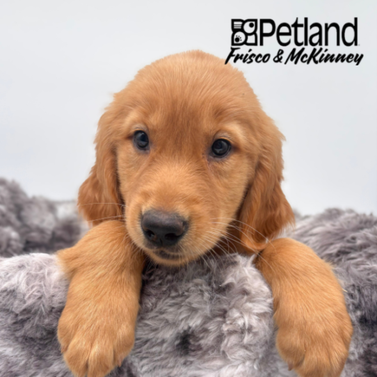[#262171-07] Golden F Golden Retriever Puppies for Sale