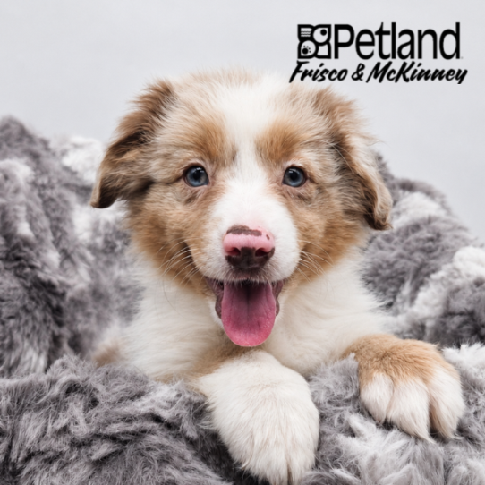 [#N05546] Red Merle F Miniature Australian Shepherd Puppies for Sale