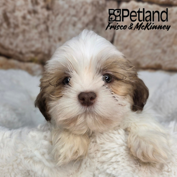 Shih Tzu in Plano, TX