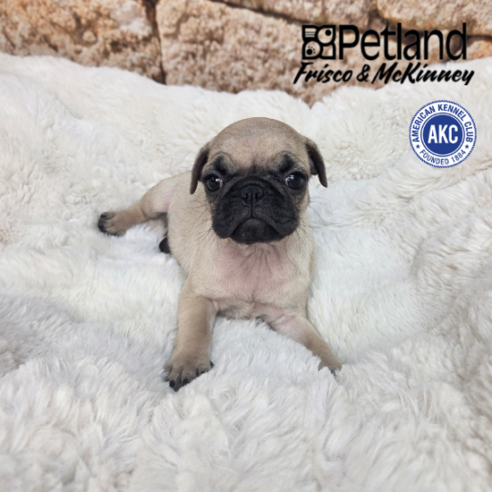 [#N05001] Fawn F Pug Puppies for Sale