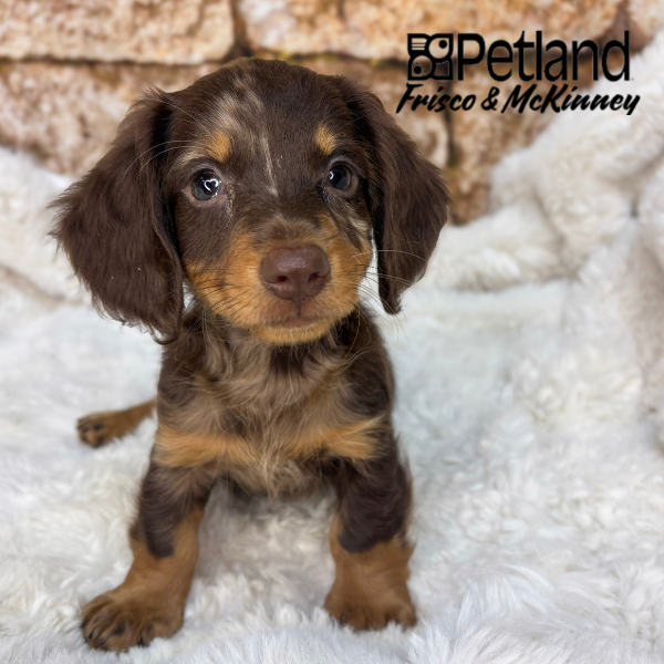 Miniature Dachshund in Allen, TX