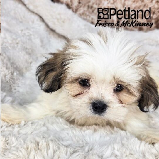[#N06682] Golden M Lhasa Apso Puppies for Sale