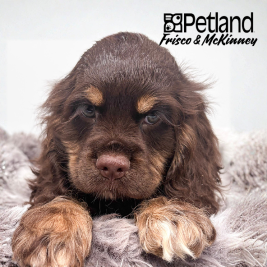 [#262175-02] Chocolate / Tan M Cocker Spaniel Puppies for Sale