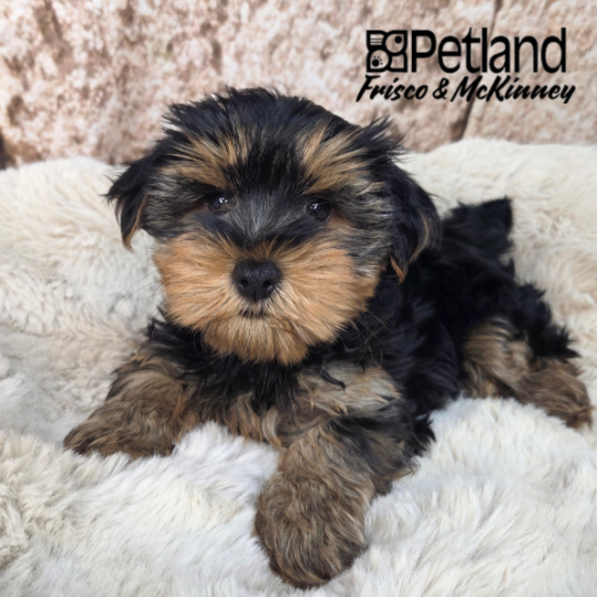 [#N04459] Black and Tan F Yorkshire Terrier Puppies for Sale