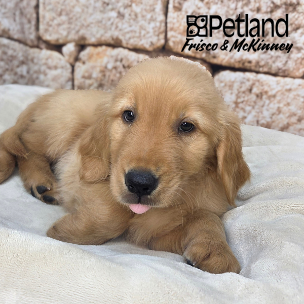 Golden Retriever in Little Elm, TX