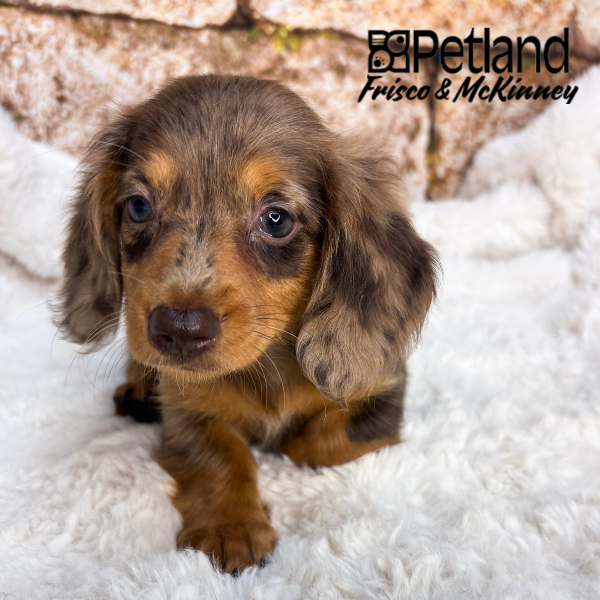 Miniature Dachshund in Princeton, TX