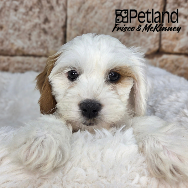 Cavapoo in Dallas, TX