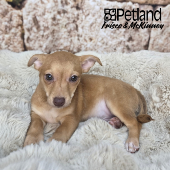 [#N03957] Red M Chihuahua Puppies for Sale