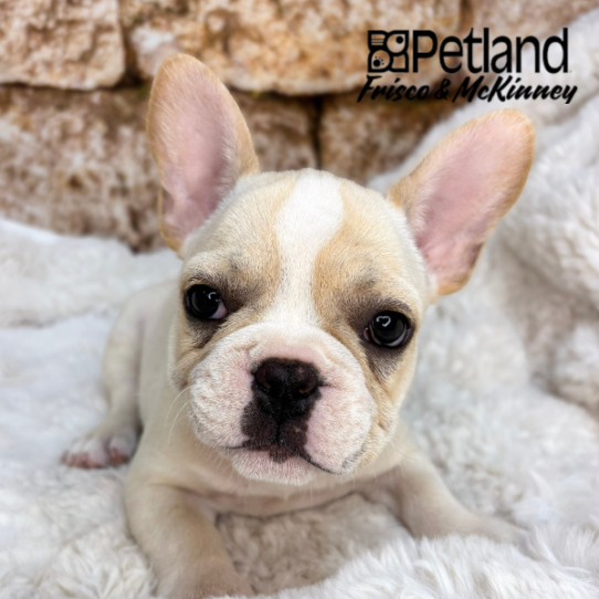 [#26264-02] M French Bulldog Puppies for Sale