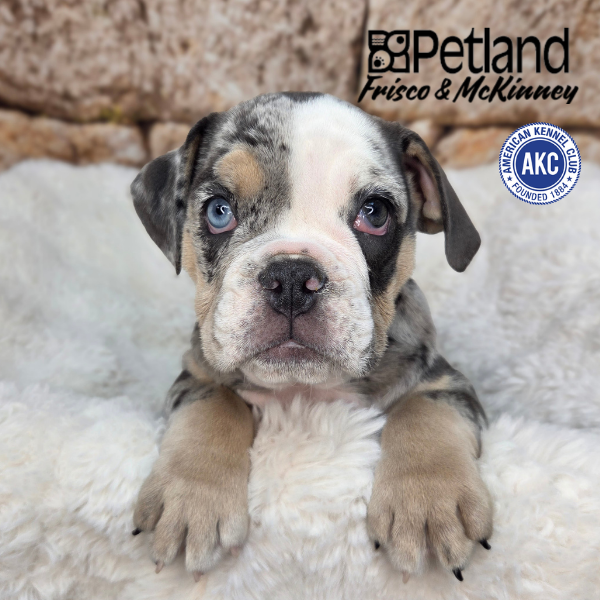 English Bulldog in Plano, TX