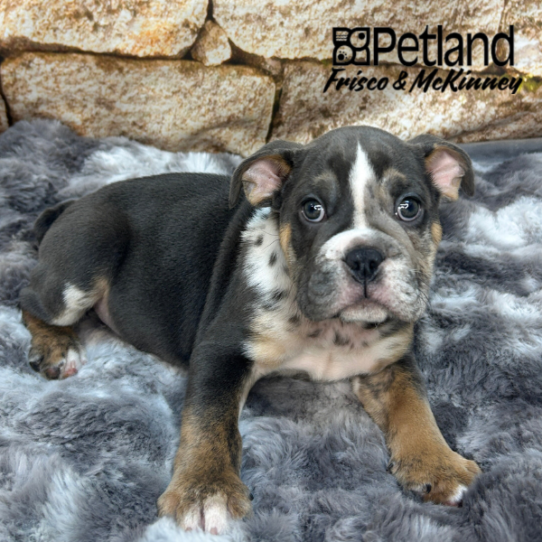 [#261812-01] Blue White / Tan M Bulldog Puppies for Sale