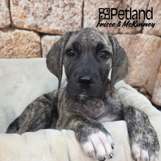 [#N06567] Brindle F Daniff Puppies for Sale