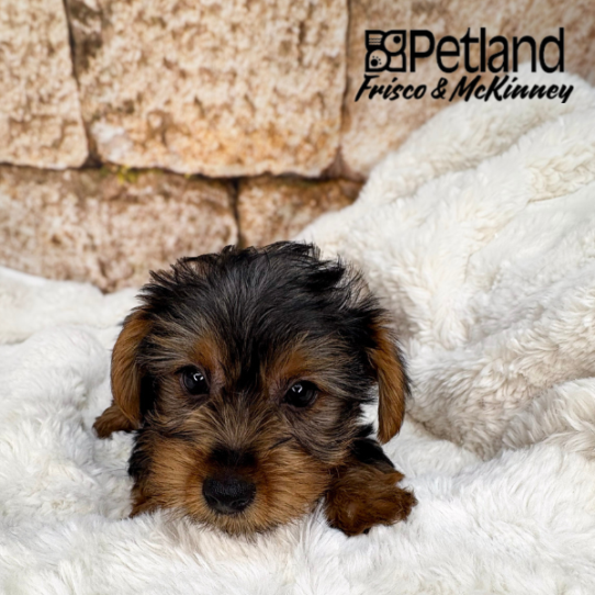 [#N05284] Black and Tan M Yorkshire Terrier Puppies for Sale