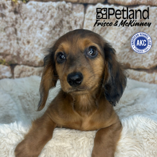 [#N03859] Red M Dachshund Puppies for Sale