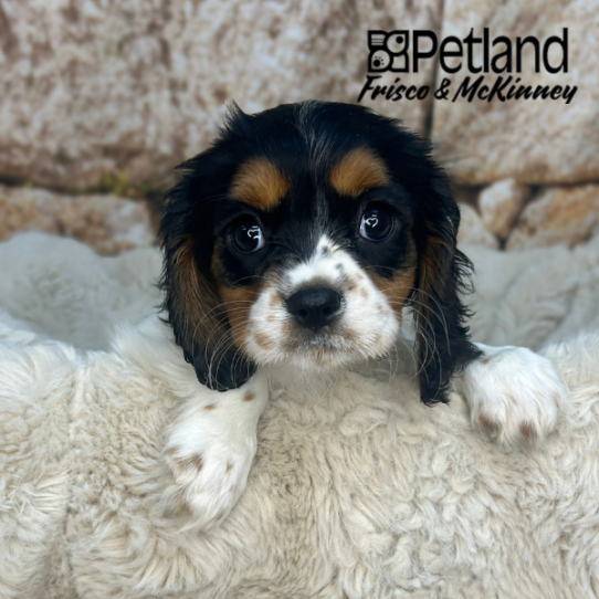 [#N03823] Tri Color F Cavalier King Charles Spaniel Puppies for Sale