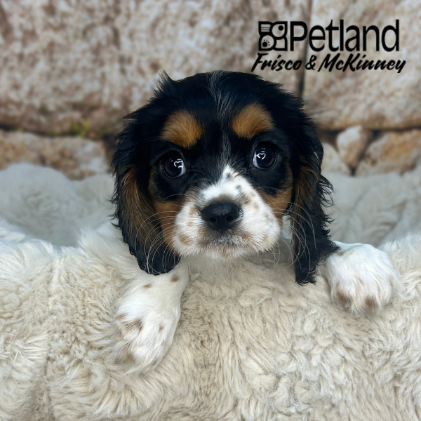 Cavalier King Charles Spaniel in Plano, TX