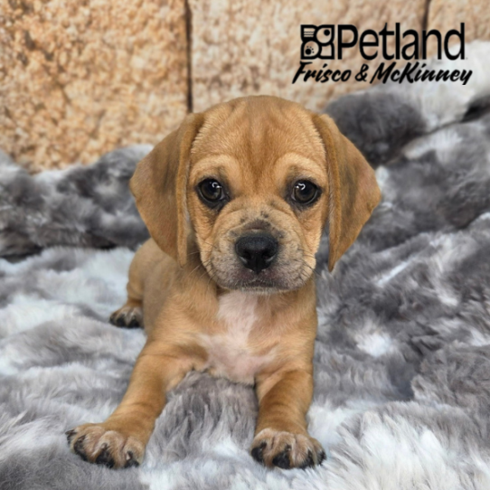 [#2610-07] Chocolate Merle F Pug/Beagle Puppies for Sale