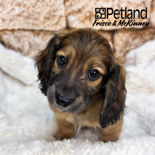 Miniature Dachshund in Allen, TX