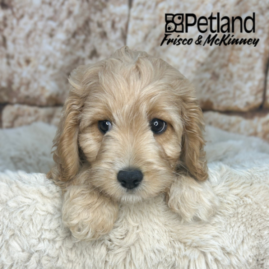 [#N03893] Apricot M Cavachon Puppies for Sale