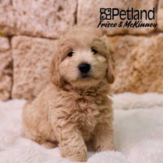 [#2620-06] Apricot F Goldendoodle Mini Puppies for Sale